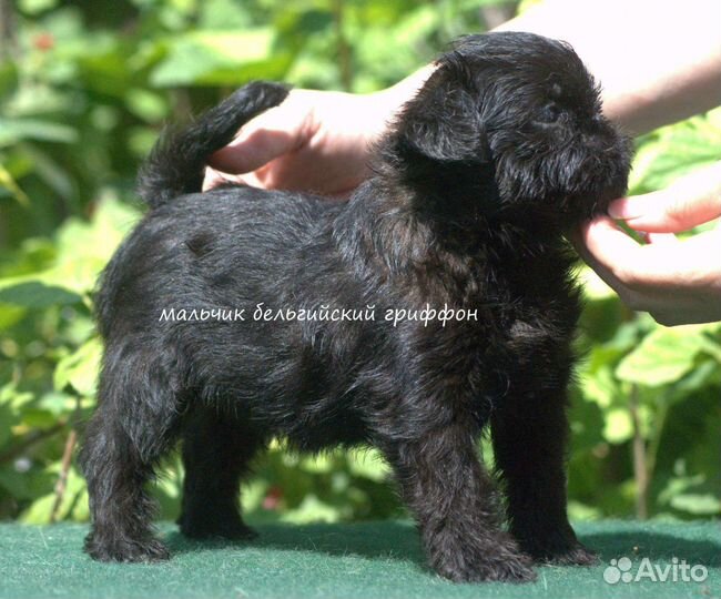 Гриффон и пти брабансон