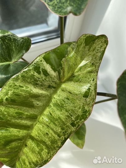 Филодендрон paraiso verde