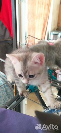 Кошка в дар