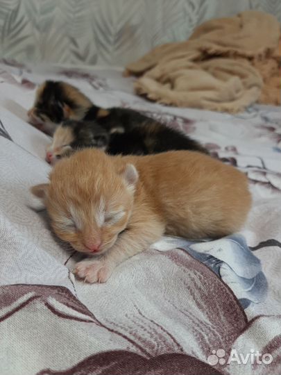 Котенок мальчик рыжий