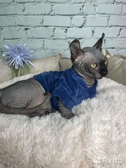 Канадский сфинкс