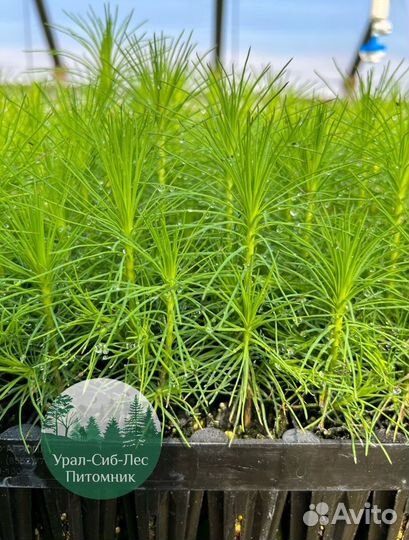 Сосна зкс окс сеянцы Ель Лиственница Голуб Горная