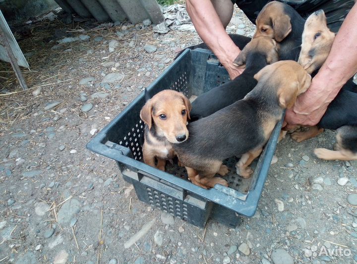 Щенки русской гончей