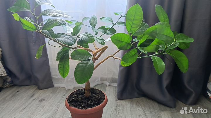 Лимон пандероза