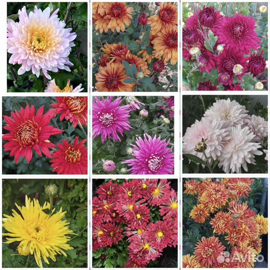 Хризантема