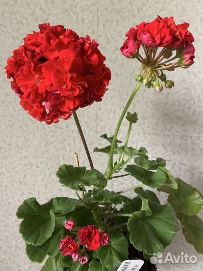 Пеларгонии сортовые