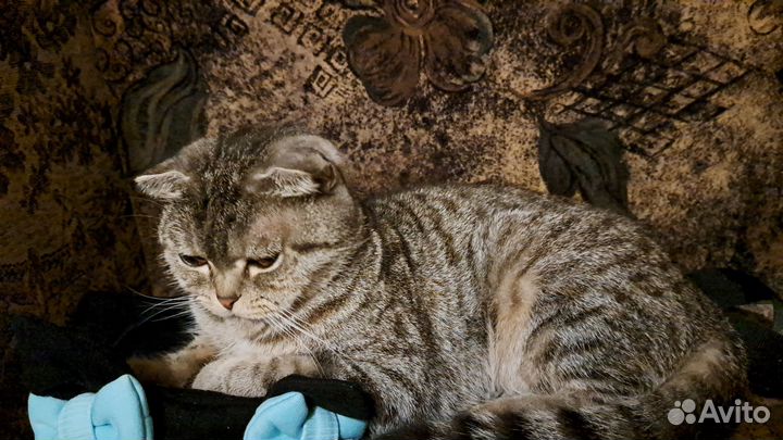 Шотландская вислоухая кошка вязка
