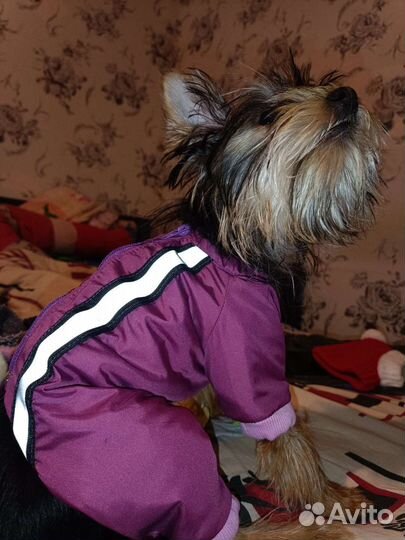 Одежда для маленьких собак