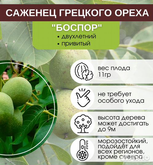 Грецкий орех Боспор