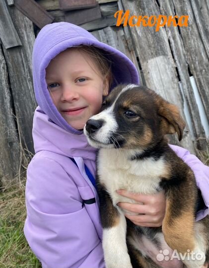 Щенок в добрые руки бесплатно