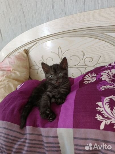 Британский котенок