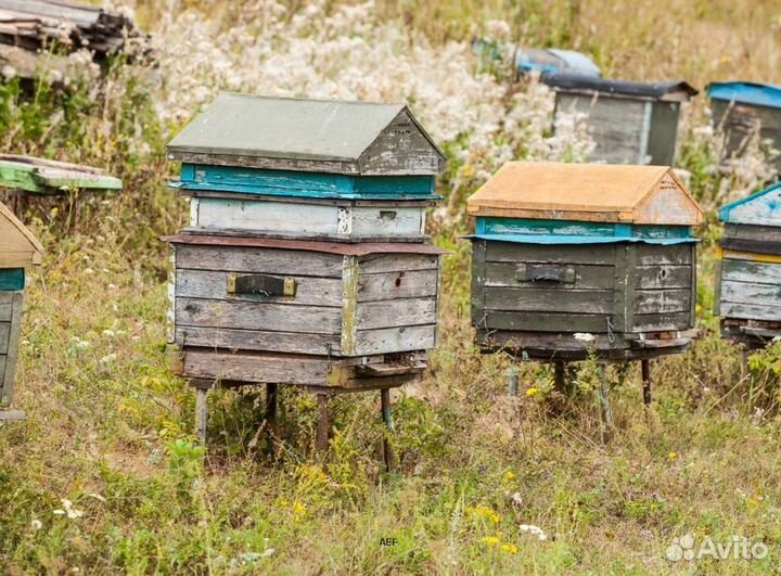 2024 Мёд натуральный с Алтая опт