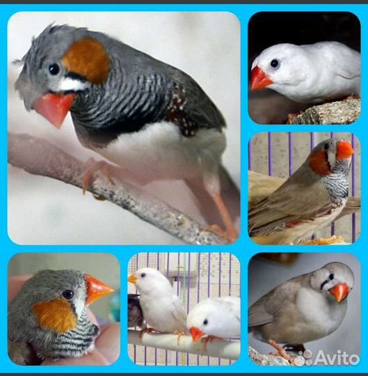 Зебровые и японские амадины