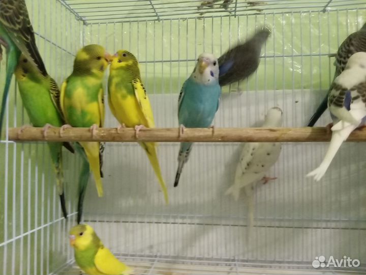 Попугаи волнистые птенчики ручные