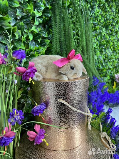 Кролик супер ними