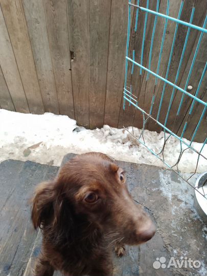 Собаки животные