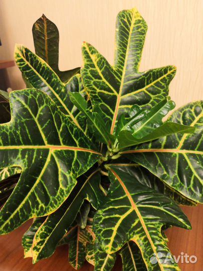 Кротон Экселент