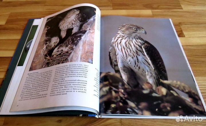 Хищные птицы