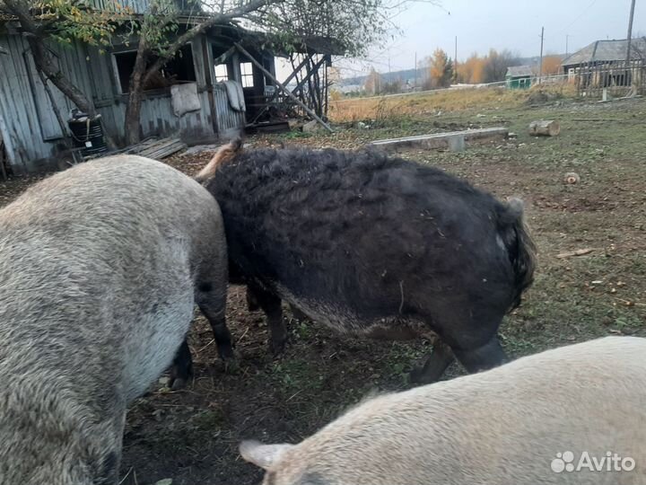 Венгерская мангалица