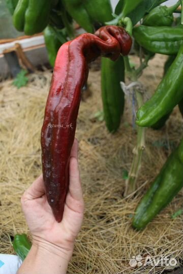 Семена перца сладкий Рамиро