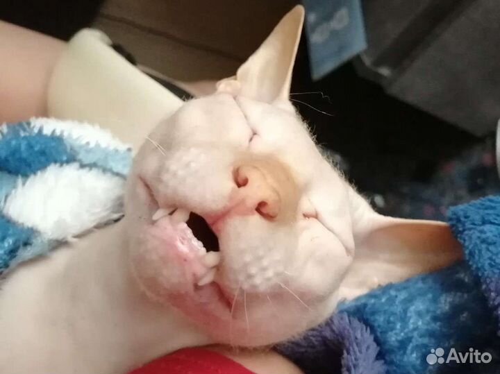 Вязка Сфинкс Донской