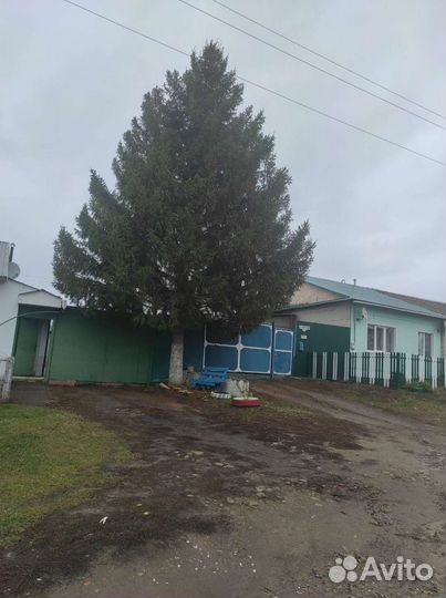 Ель новогодняя живая