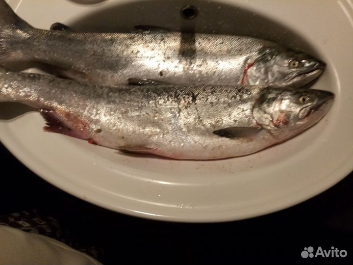 Рыбалка р.Авача и Авачинская бухта