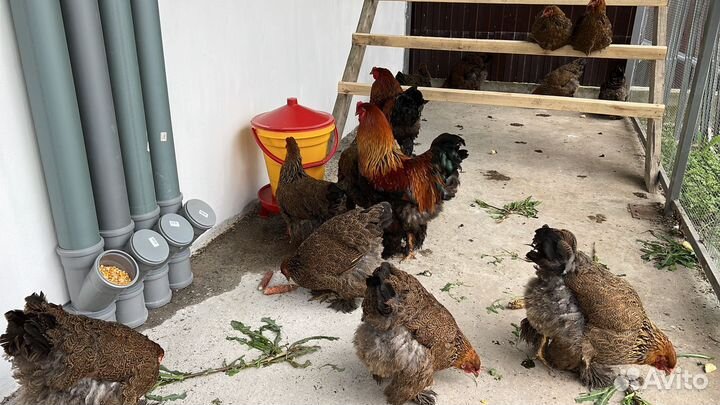 Инкубационные яйца Брама