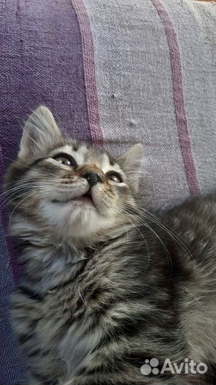 Котенок в добрые руки