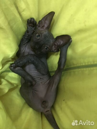 Канадский сфинкс