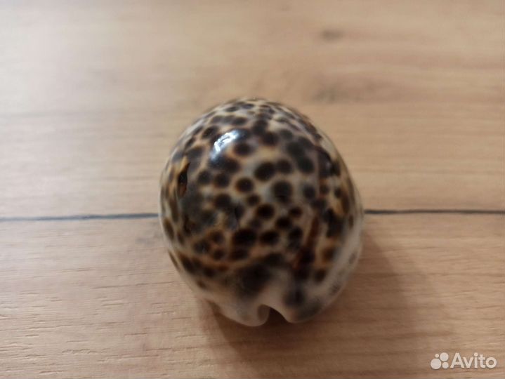 Морская раковина