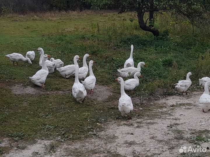 Гуси холмогорские