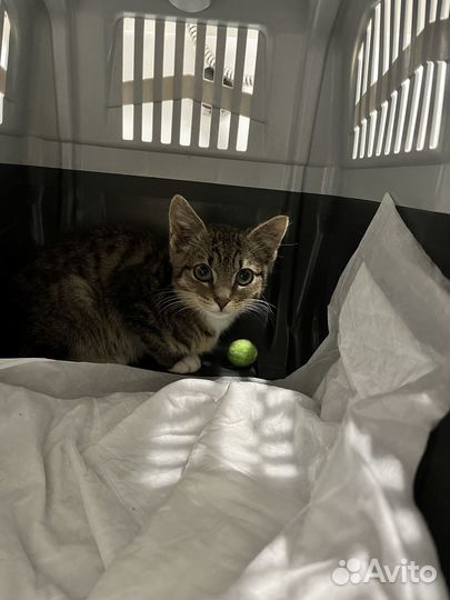 Котенок ищет дом