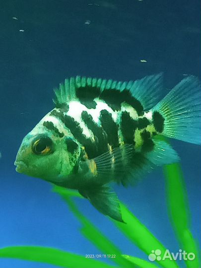 Сапфировый попугай Панда