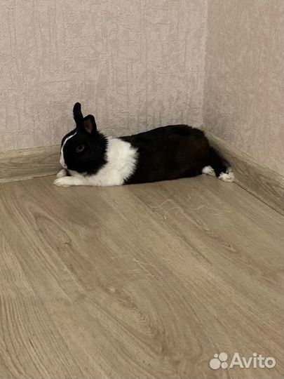 Декоративные кролики