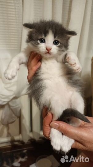 Котята ищут дом