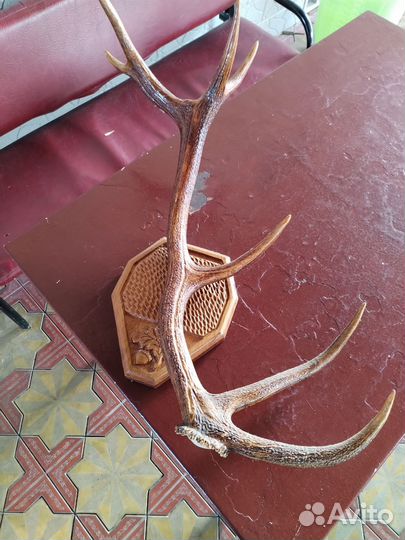 Рога оленя на стену