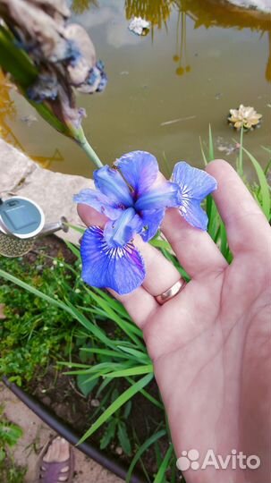 Многолетние цветы для сада