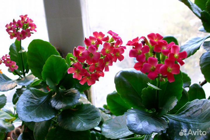 Комнатные цветы каланхоэ