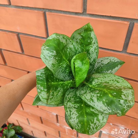 Комнатные растения