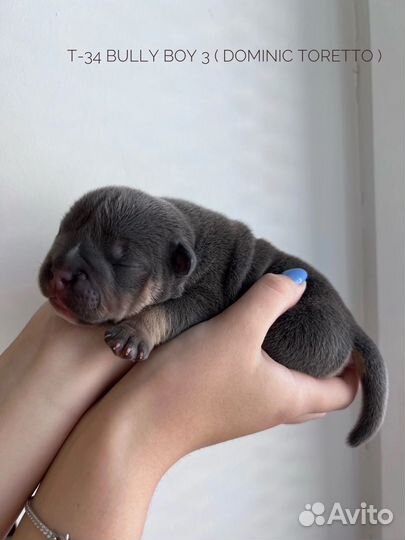 Американский булли щенки