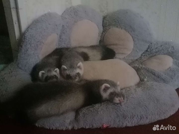 Хорек