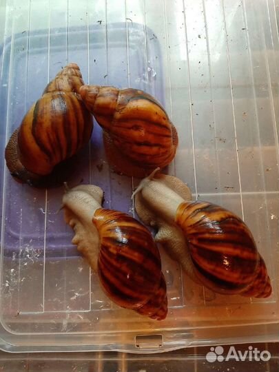 Улитки архахатины