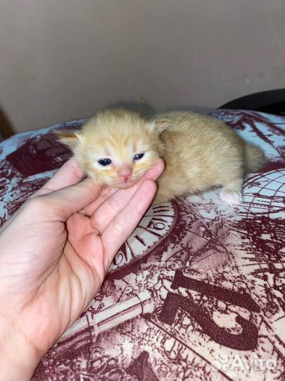 Котята донского сфинкса(метисы)