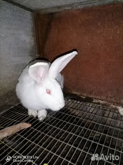 Кролик