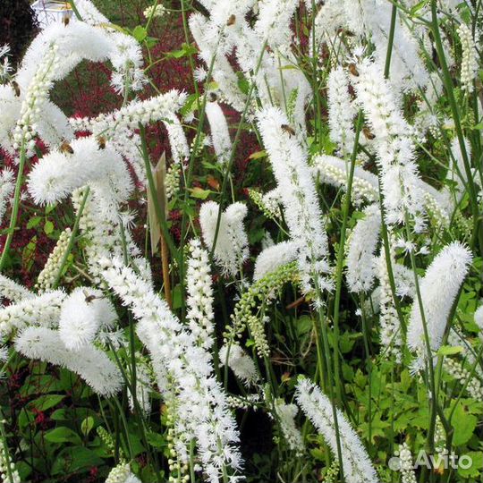 Клопогон (Цимицифуга) простой White Pearl Саженцы
