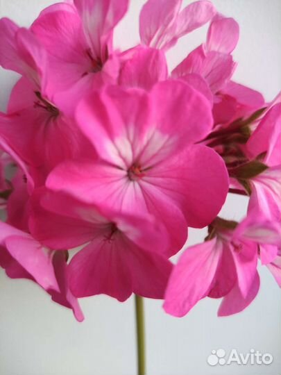 Герань разная