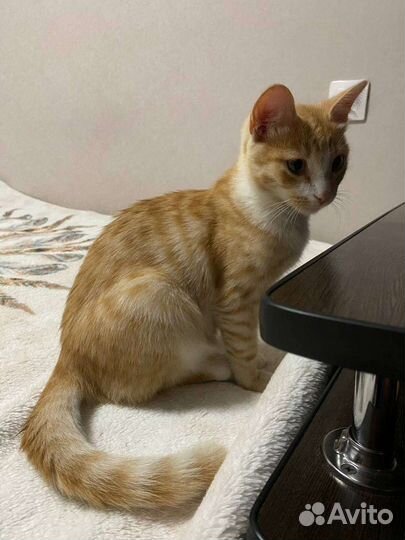 Кот 5 месяцев