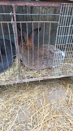 Продам кроликов