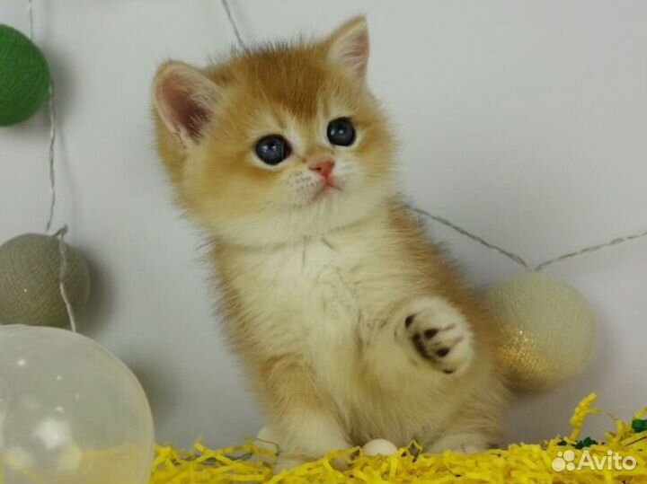 Британские котята золотая шиншилла